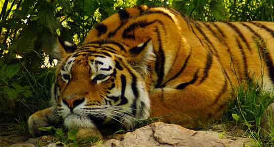 Royal Bengal Tiger in Chitwan.